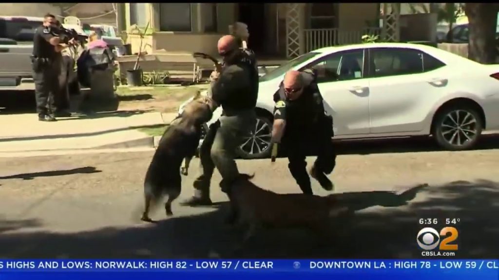 Pit Bull Attack Police K-9.   #FortniteTOM