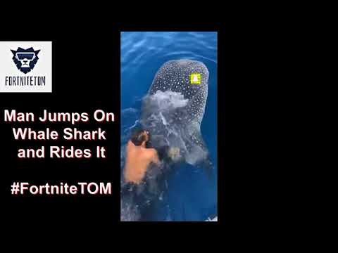 Man Jumps On Whale Shark and Rides It #FortniteTOM