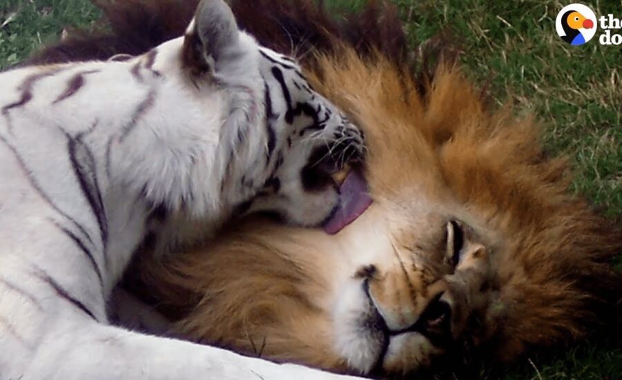 White Tiger, Lion Couple Living at Roadside Zoo Are FINALLY Freed | The Dodo